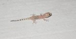 Newborn Gecko by fishin4cars.jpg