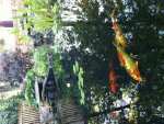 pond5.jpg