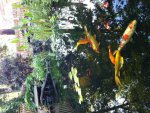 pond6.jpg
