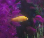 baby koi goldfish 011.JPG