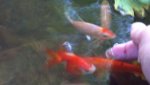 Goldfish feeding 2.jpg