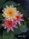 Georgia Peach lily.JPG Georgia Peach lily.JPG