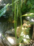 pond plant.jpg