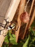 Garden spider with egg sac 2.JPG