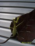 Praying mantis on leaf.JPG