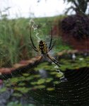 Garden Spider zig zag completed.JPG Garden Spider zig zag completed.JPG