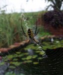 Garden Spider zig zag completed.JPG