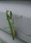 Praying mantis on house close up.JPG Praying mantis on house close up.JPG