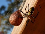 Garden spider with egg sac.JPG Garden spider with egg sac.JPG