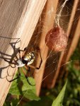 Garden spider with egg sac 2.JPG