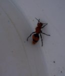 Fuzzy red ant without flash.JPG