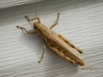 XL grasshopper.JPG