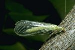 lacewing.jpg