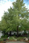 Twin Louisiana Bald Cypress Trees.jpg