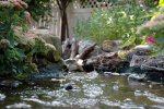 Stream flowing into pond 2007.JPG