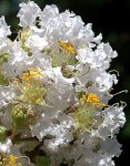 White Crepe Mrytle Blossom.jpg