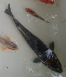 Shamu - black koi with white belly and red on head.jpg