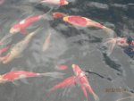 Sev red eyed fish from Pond Kid and red and white small fantail in middle.JPG