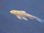 Gin Rin yellow and white koi.JPG Gin Rin yellow and white koi.JPG