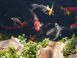Koi .JPG Koi .JPG