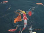 Koi 3.JPG Koi 3.JPG