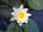 First bloom from my new pond by Melliemom.jpg