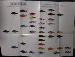 Koi Chart - Masayuki Amano.JPG