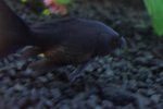koi hybrids 043.JPG