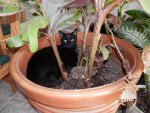 Tarzan in flower pot.JPG