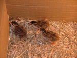 Guinea Fowl Chicks 18-11-11 004 (Small).jpg