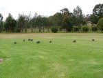 Guinea Fowl 16-08-11 014 (3) (Small).jpg