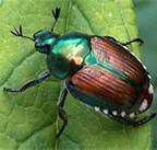 Japanese beetle.jpg