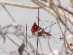 Brrr its cold by brandonsdad02.jpg Brrr its cold by brandonsdad02.jpg