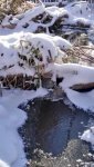 Icy winter pond by callingcolleen1.jpg