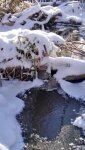 Icy winter pond by callingcolleen1.jpg Icy winter pond by callingcolleen1.jpg