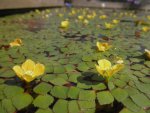 Mosaic by minnowman.jpg Mosaic by minnowman.jpg