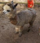 alpaca1.jpg.png