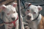 s dogs november 2nd 058.JPG