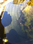 carp.JPG carp.JPG