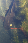 carp.PNG carp.PNG