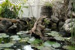 Pond with Snag Feature.JPG Pond with Snag Feature.JPG