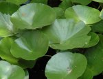 Lily Pad Haven.JPG Lily Pad Haven.JPG