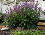 Purple Salvia.jpg Purple Salvia.jpg