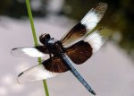 Dragonfly on Japanese Reed.jpg