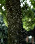 Early Morning Spider Web.JPG Early Morning Spider Web.JPG