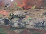 turtles 2.jpg