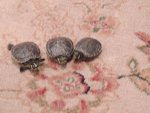 turtles excersise 004.jpg