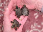 turtles excersise 001.jpg