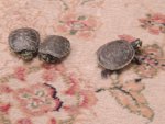 turtles excersise 002.jpg