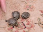 turtles excersise 003.jpg